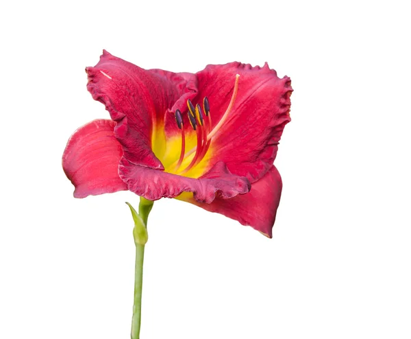 Blooming Hemerocallis (Daylily) — Stock Photo, Image