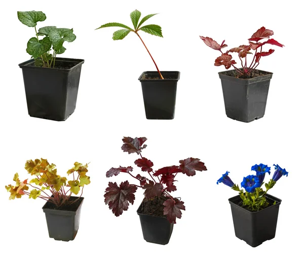 Plantas decorativas em uns potenciômetros — Fotografia de Stock