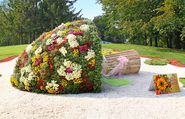 Chrysanthemen zeigen Landschaftspark — Stockfoto