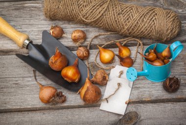 daha önce dikim lale soğanı