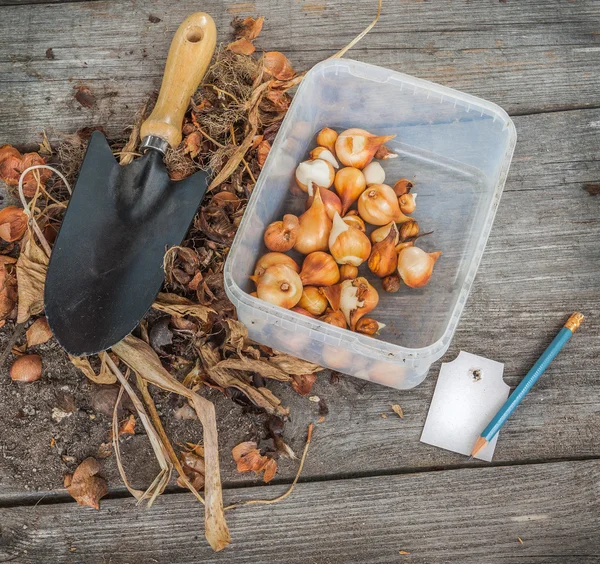 Dug out tulips bulbs — Stock Photo, Image