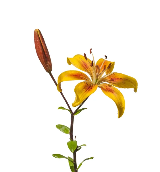Fleurs de lys jaune asiatique — Photo