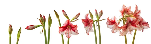 Proceso de flor de flor de hippeastrum — Foto de Stock