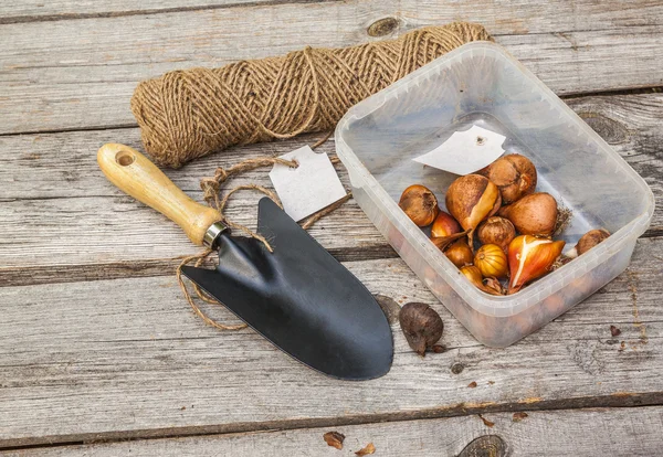 Zwiebeln von Tulpen vor dem Einpflanzen — Stockfoto