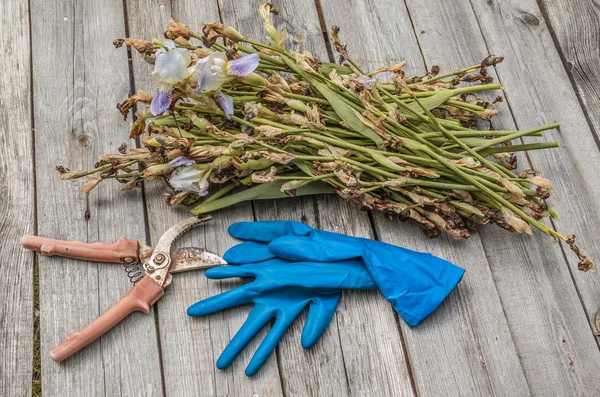 Faded irises and secateurs — Stock Photo, Image