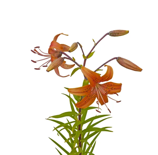 Lilia azjatycka żółte kwiaty — Zdjęcie stockowe