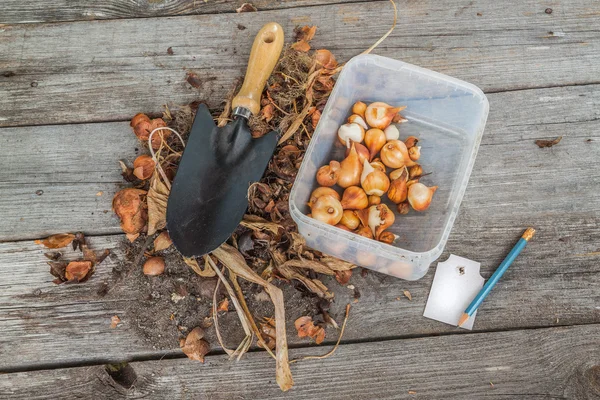 Tirato fuori bulbi di tulipani — Foto Stock