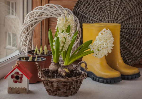 White hyacinths in a basket and yellow rubber boots — Stock Photo, Image