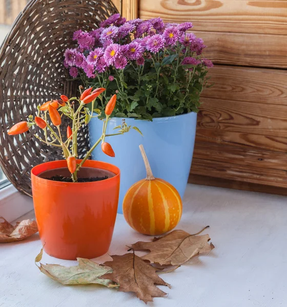 Herbst Anordnung von dekorativen Pfeffer und Chrysanthemen — Stockfoto