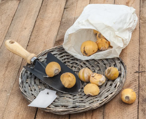 Bulbs decorative bow on a wooden table — Stock Photo, Image