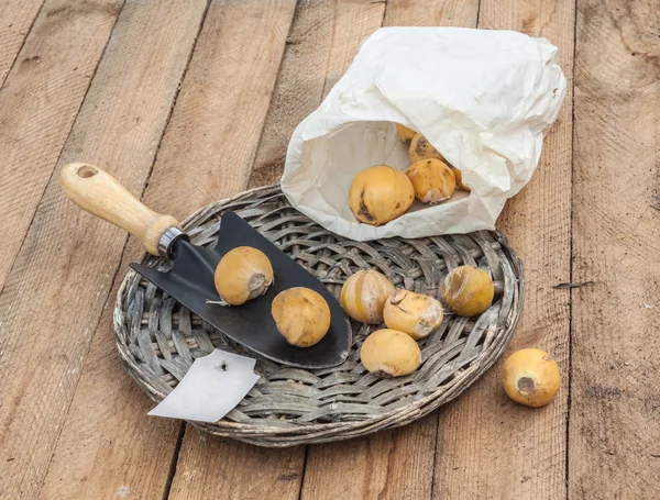 Луковицы декоративный бант на деревянном столе — стоковое фото