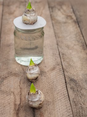 Üç sümbül soğanları