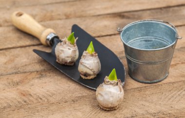 Bir bahçe küreği ve dekoratif kova üç sümbül soğanları