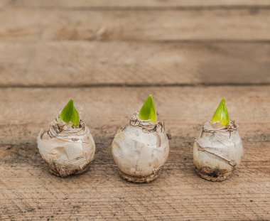 Üç sümbül soğanları