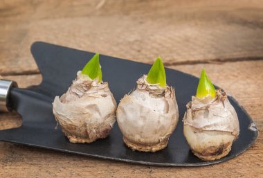 Bir bahçe kürek üç sümbül ampuller