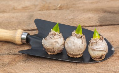 Bir bahçe kürek üç sümbül ampuller