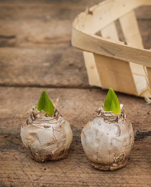 Twee hyacinten bollen in mand — Stockfoto