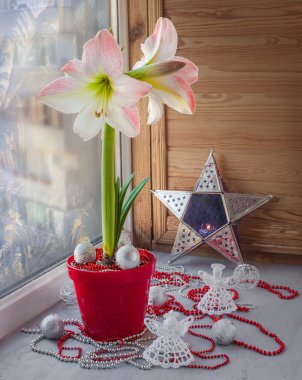 Pembe hippeastrum ayaz desenleri penceresindeki