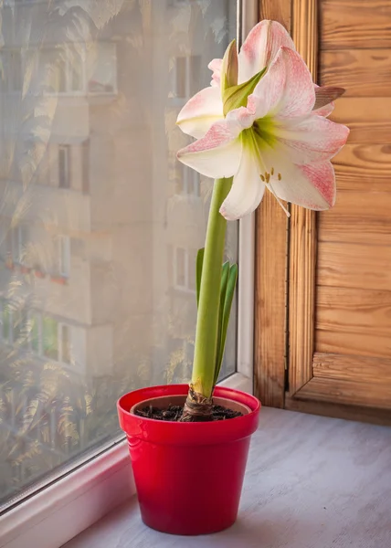 Różowy hippeastrum na oknie — Zdjęcie stockowe