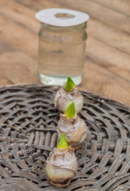 Çiçekli, zorlama önce sümbül soğanları