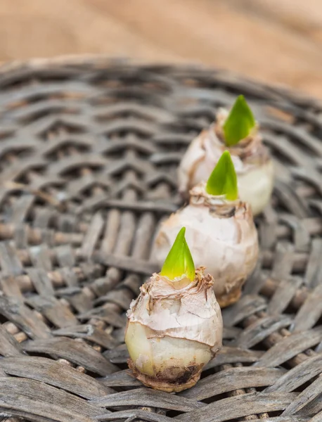 Bulbos de jacintos antes de forçar da floração — Fotografia de Stock