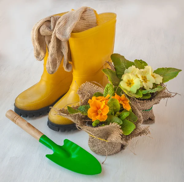 Primula en geel laarzen — Stockfoto