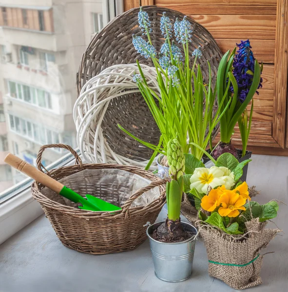 Hyazinthen und Primeln — Stockfoto