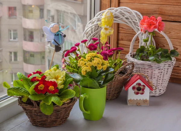 Primrose en madeliefjes — Stockfoto