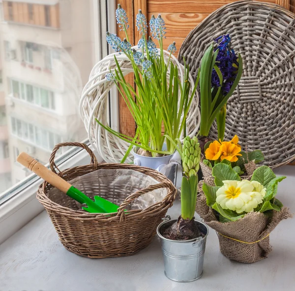 Jacintos y primaveras —  Fotos de Stock