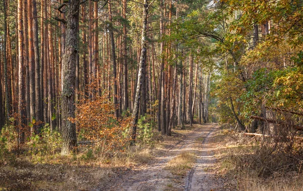 Höst skog — Stockfoto