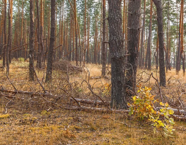 Pine stammar och död ved i skogen höst — Stockfoto