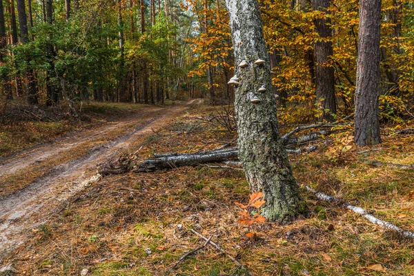 Il tronco di una vecchia betulla ricoperta di licheni — Foto Stock