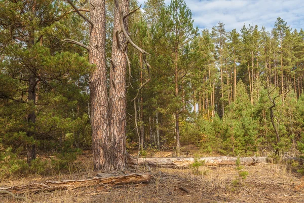 Pădurea de pin sălbatic toamna — Fotografie, imagine de stoc