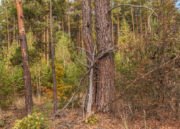 Wilde Birkenhain — Stockfoto