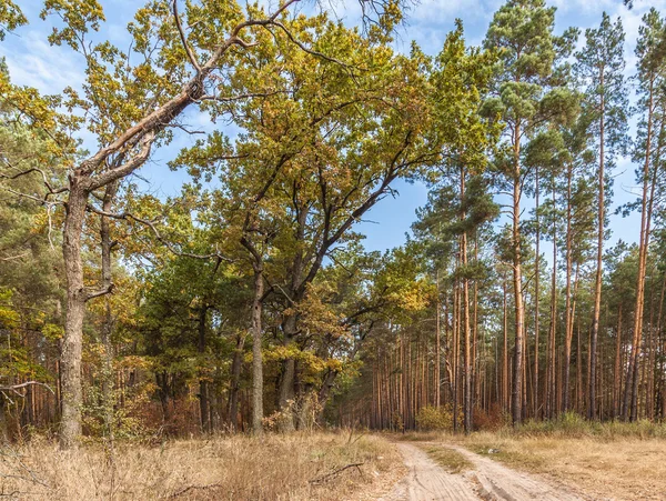 Young oak trees with yellow leaves in a pine forest — Stock Photo, Image