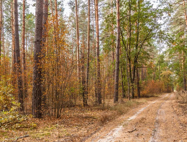 Pădure sălbatică — Fotografie, imagine de stoc