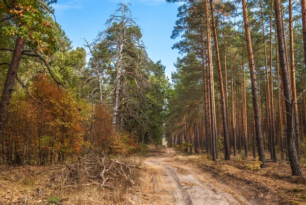 Bosque salvaje de otoño —  Fotos de Stock
