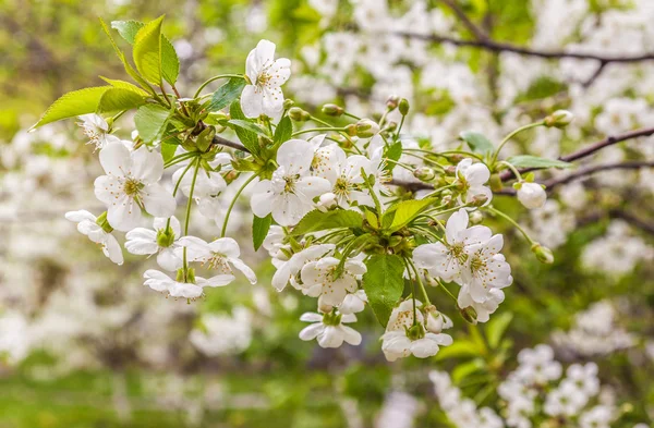 Flores de cerezo — Foto de Stock