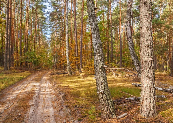 Foresta selvatica — Foto Stock