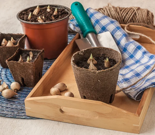 Primavera Bodegón con macetas de turba y bulbos — Foto de Stock