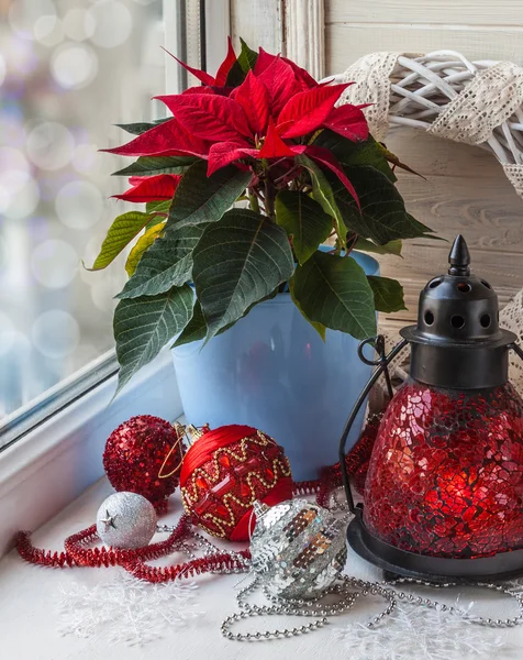 Weihnachtsstern — Stockfoto