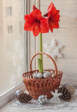 Kırmızı hippeastrum