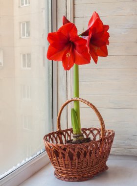Kırmızı hippeastrum