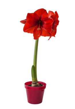 Red Hippeastrum isolated clipart
