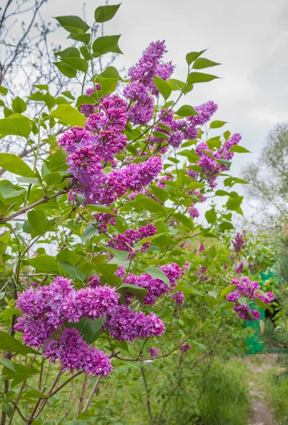 Arbustos lila florecientes — Foto de Stock
