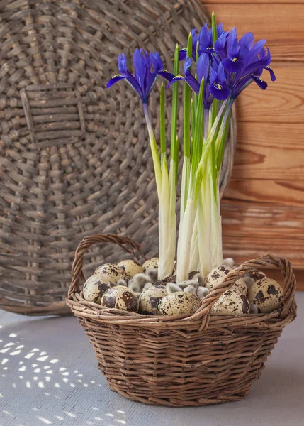 Pasen samenstelling van bloeiende irissen — Stockfoto