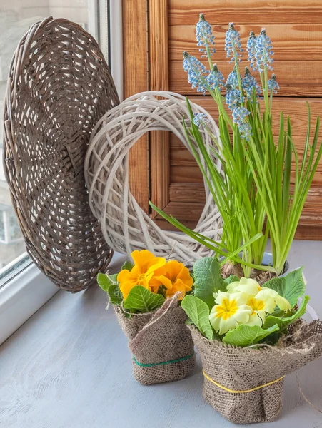 Hyacinths and primula on the window — Stock Photo, Image