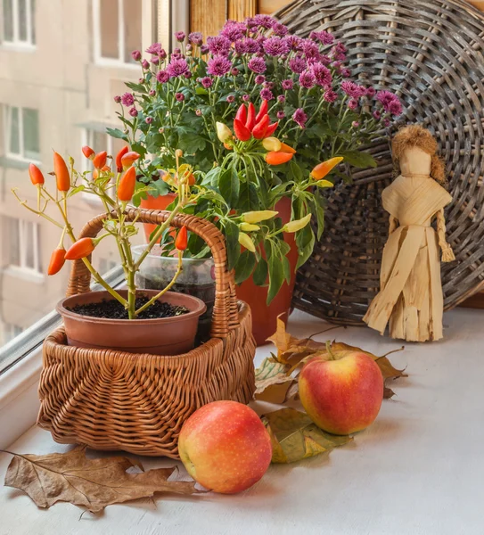 Pepper in a pot on the windowsill and chrysanthemum — Stock Photo, Image