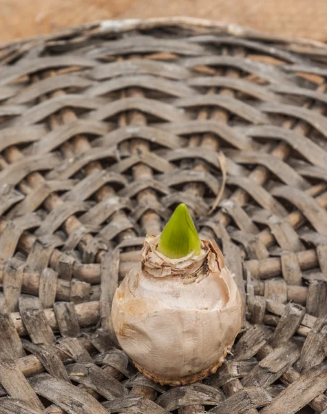 Lâmpada de jacinto brotada — Fotografia de Stock
