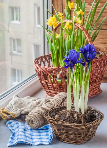 Bolvormige iris en narcissen in manden op venster. — Stockfoto